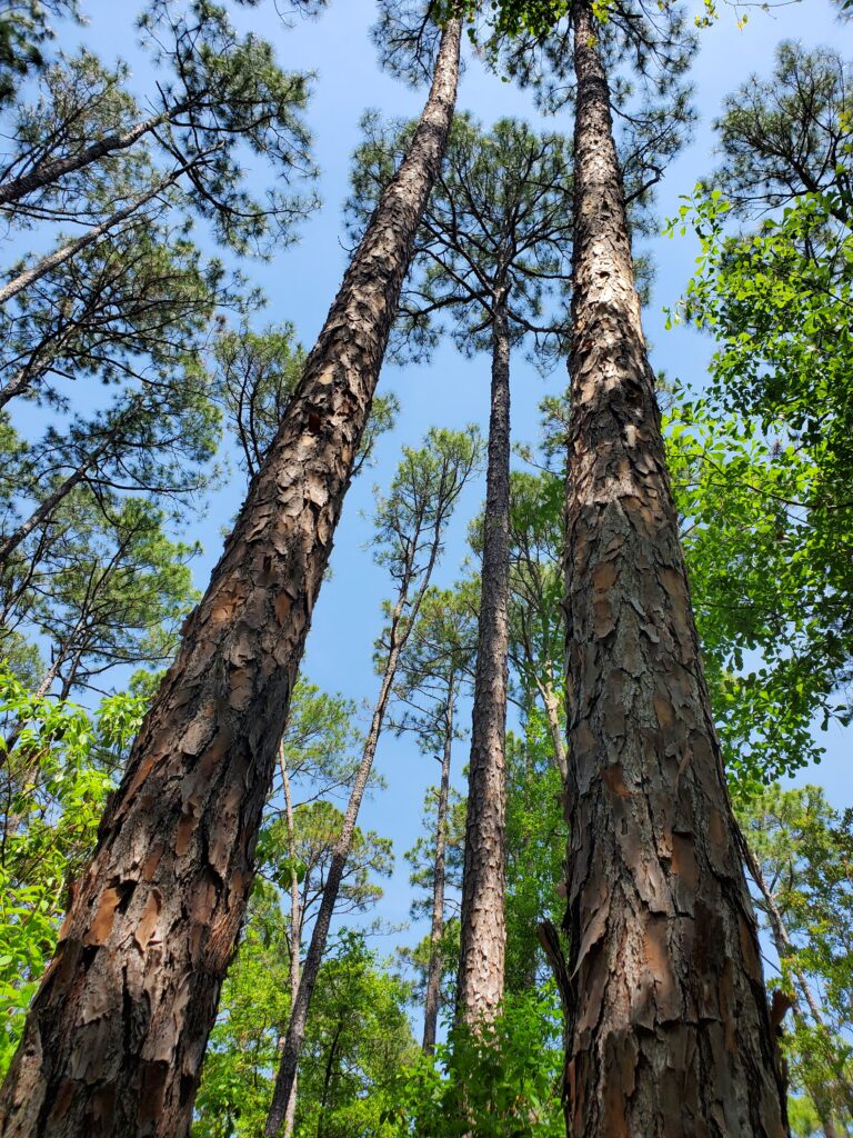 The Sway of Carolina Pines
