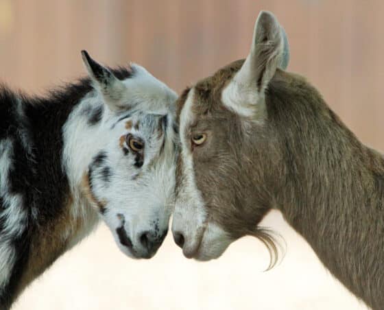 2023: Fog Or Head-butting Goat? - Denise Roosendaal